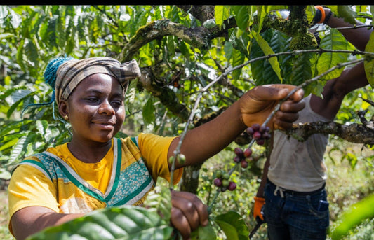 «Από το Βλέμμα της Afghan Girl στα Χέρια της Γης: Οι Coffee Workers της Κούβας μέσα από τον φακό του Steve