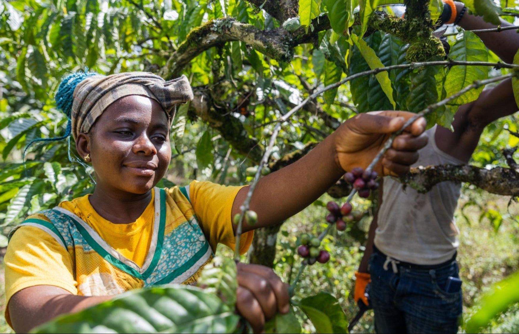 Woman picking coffee cherries from a tree in a coffee plantation