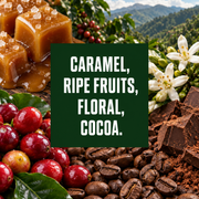 Colombia Bucaramanga tasting notes: caramel, ripe fruits, floral, cocoa